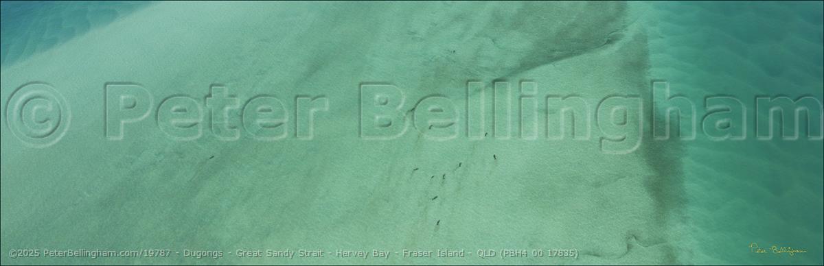 Peter Bellingham Photography Dugongs - Great Sandy Strait - Hervey Bay - Fraser Island - QLD (PBH4 00 17835)